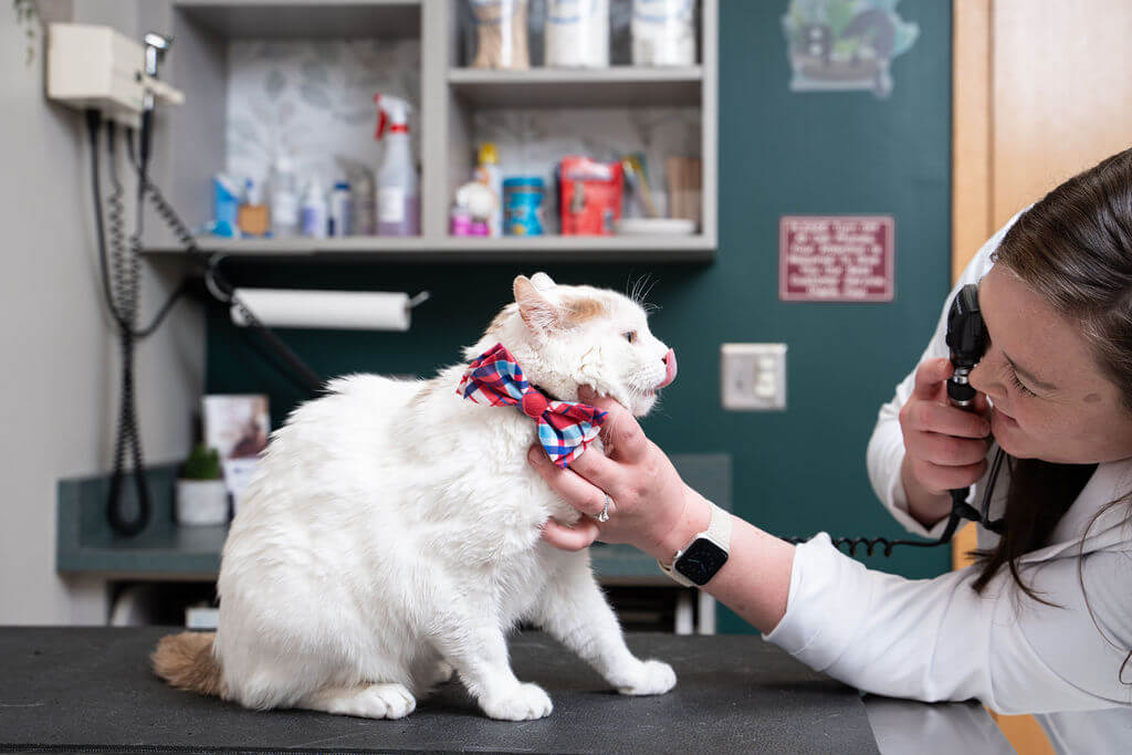 Rogers Minnesota Veterinarians