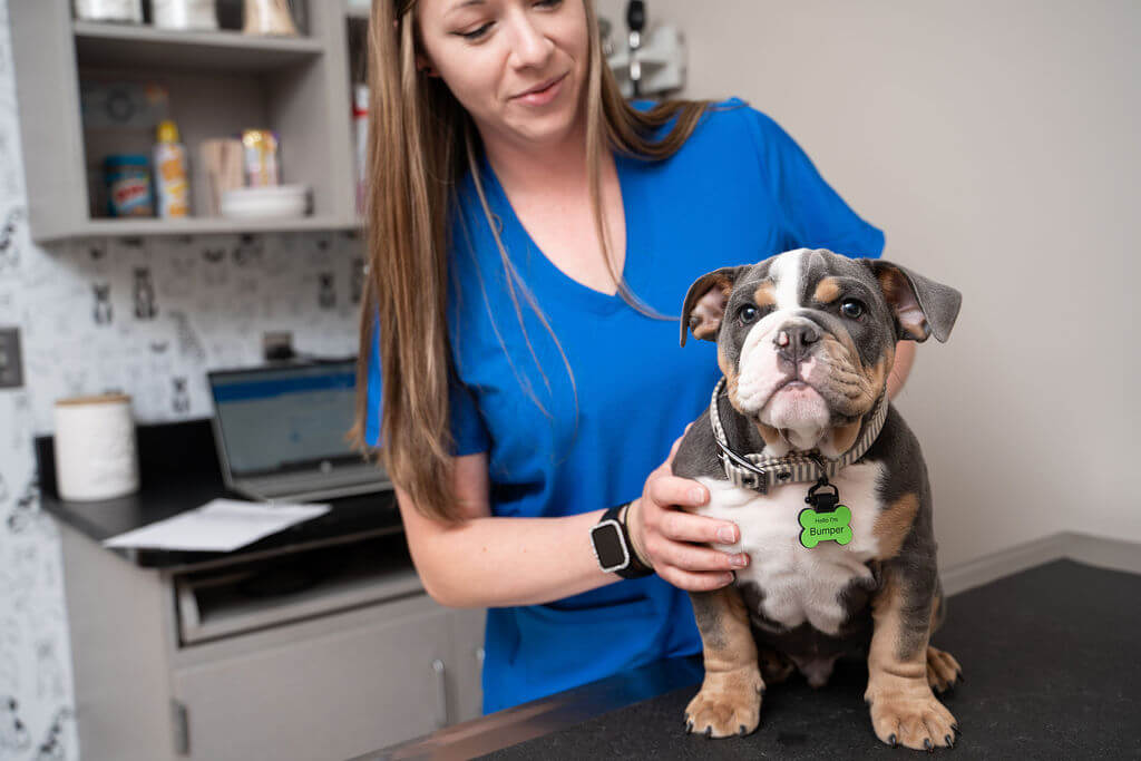 ​​Rogers Minnesota Veterinarians