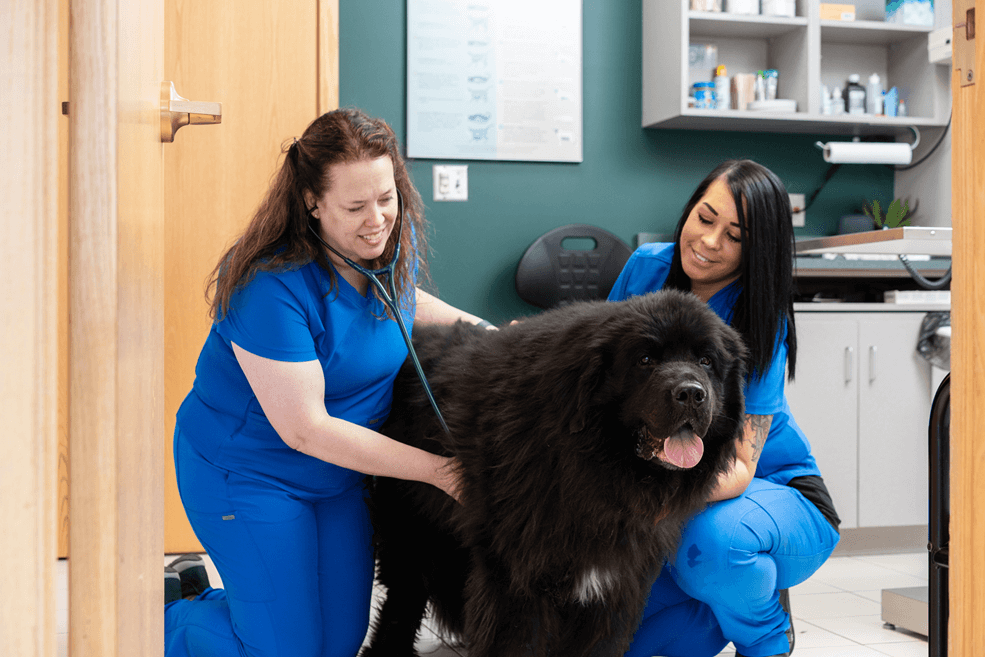 Rogers Minnesota Veterinarians