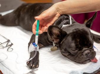 Preparing Your Pet for Anesthesia and Surgery