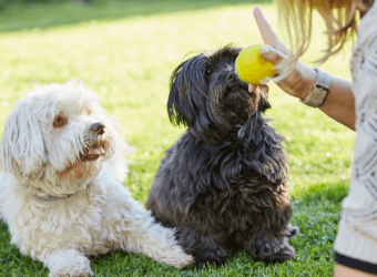 The Secret to Dog Training: Why Positive Reinforcement Works But Punishment Doesn't