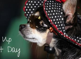 National Dress Up Your Pet Day