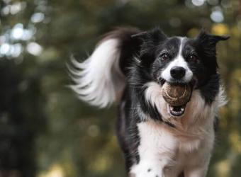 Understanding Dog Emotions: How to Decode Your Dog’s Behaviors & Know What They’re Feeling