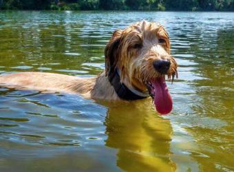 What Every Owner Should Know About Giardia in Dogs