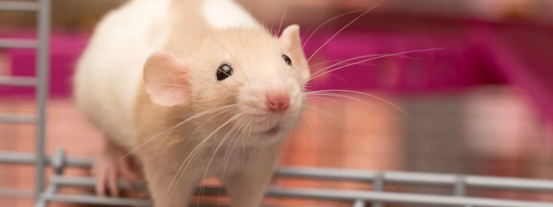 Baby rat pet exploring cage.