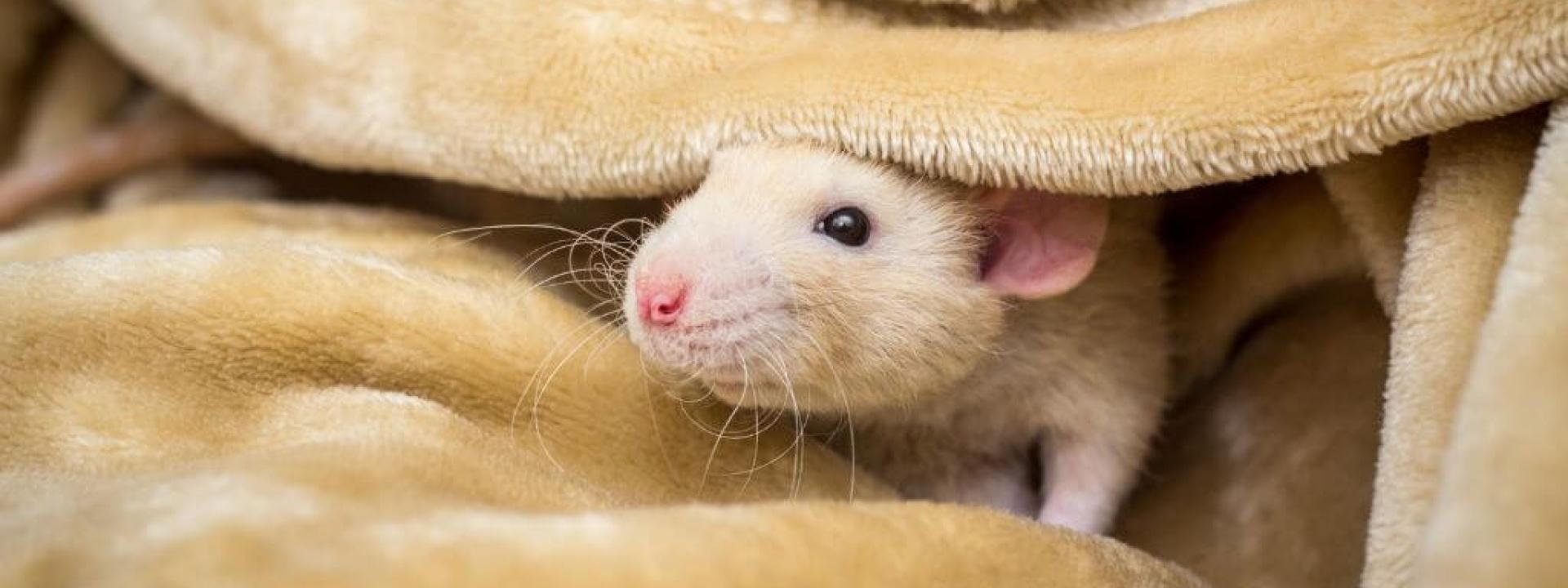 Everything You Need to Know About Caring for a Fancy Rat