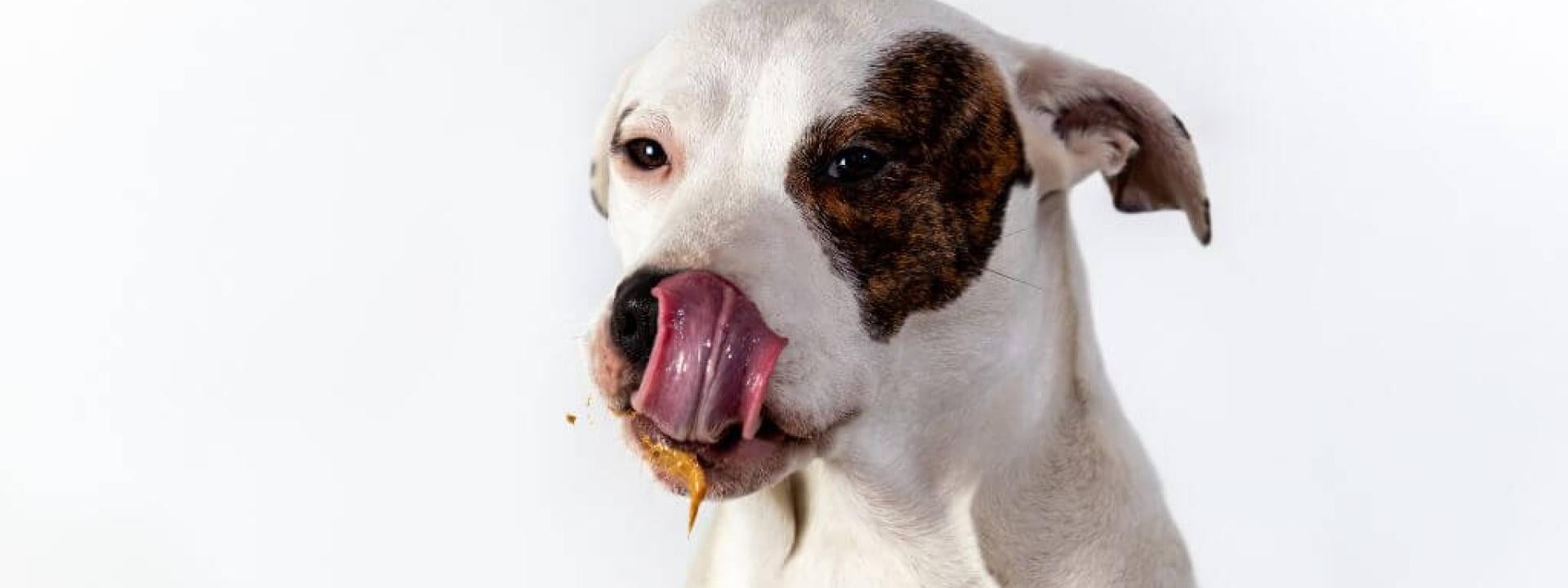 Dog licking peanut butter off its lips