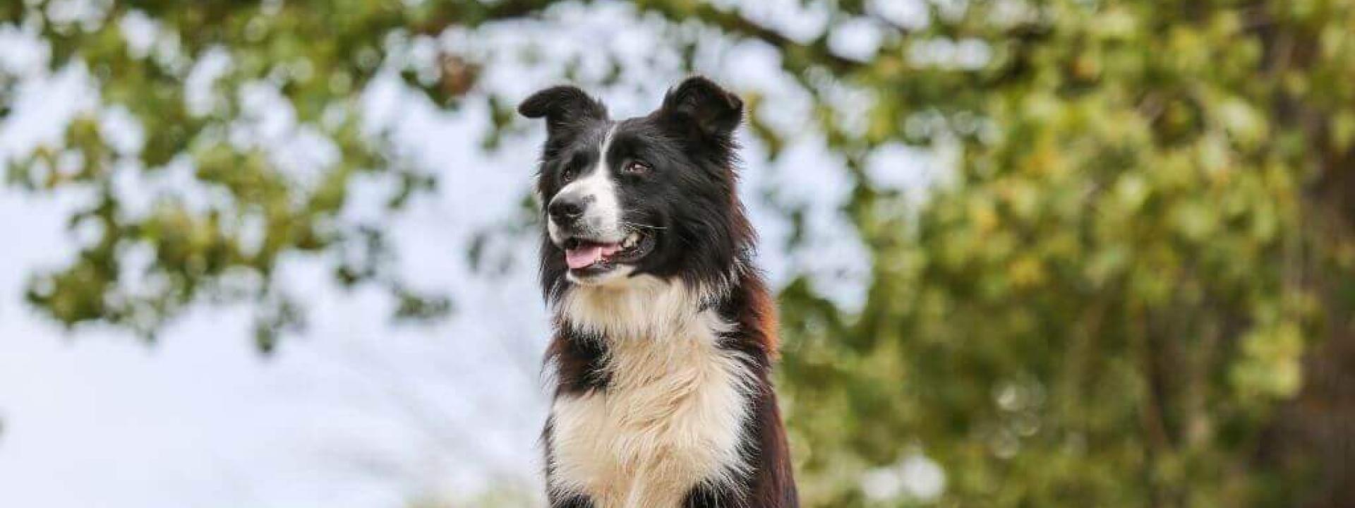 Dog outside in the grass, allergens could trigger dog asthma