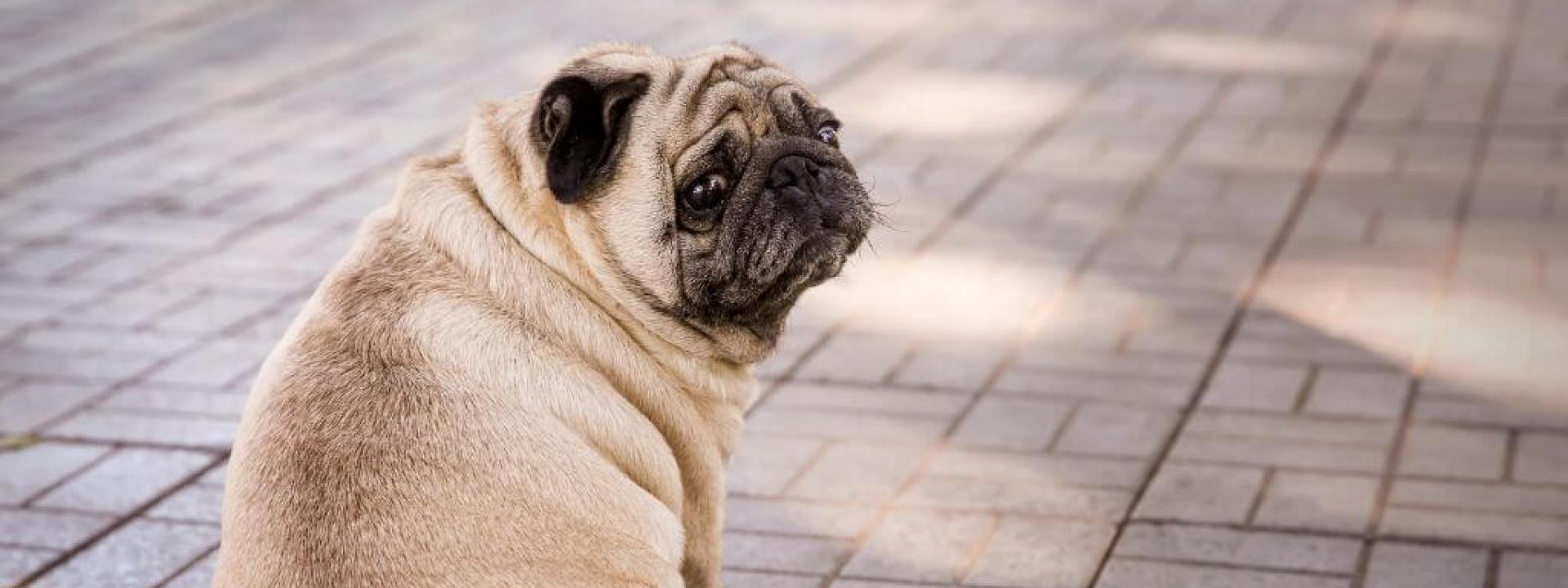 Overweight pug looking over its shoulder