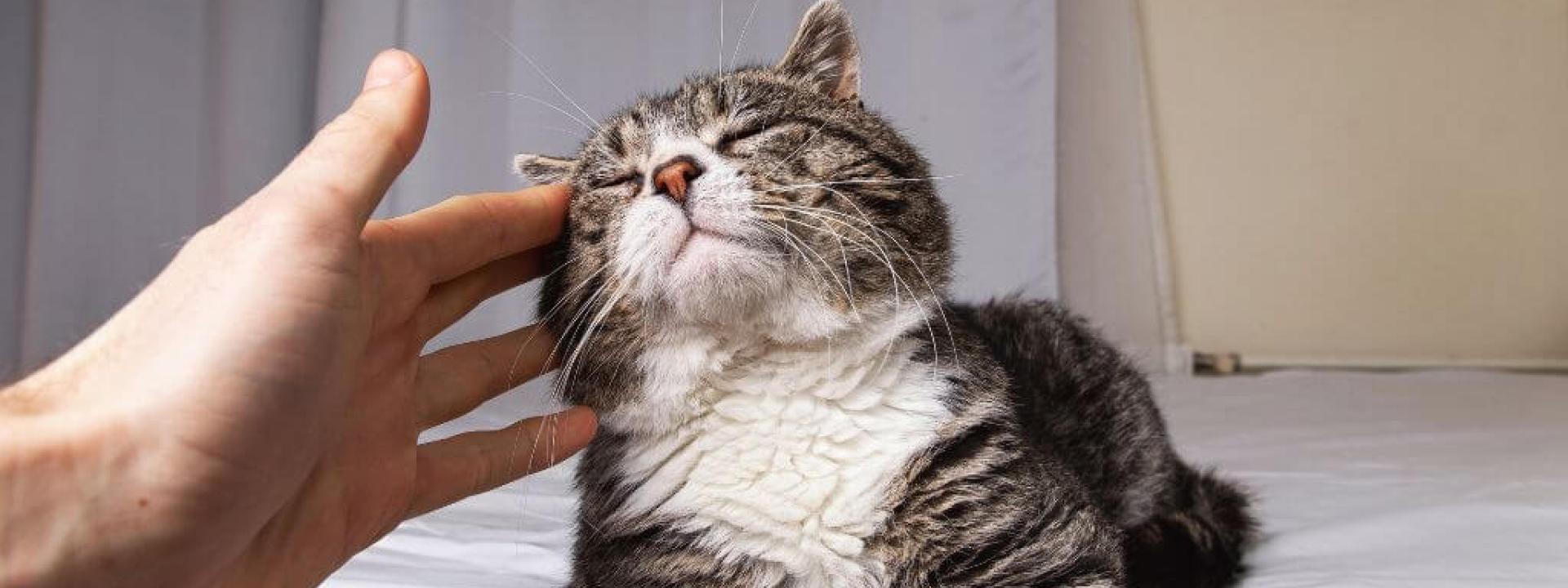 Senior cat being pet by owner, cat quality of life is still high