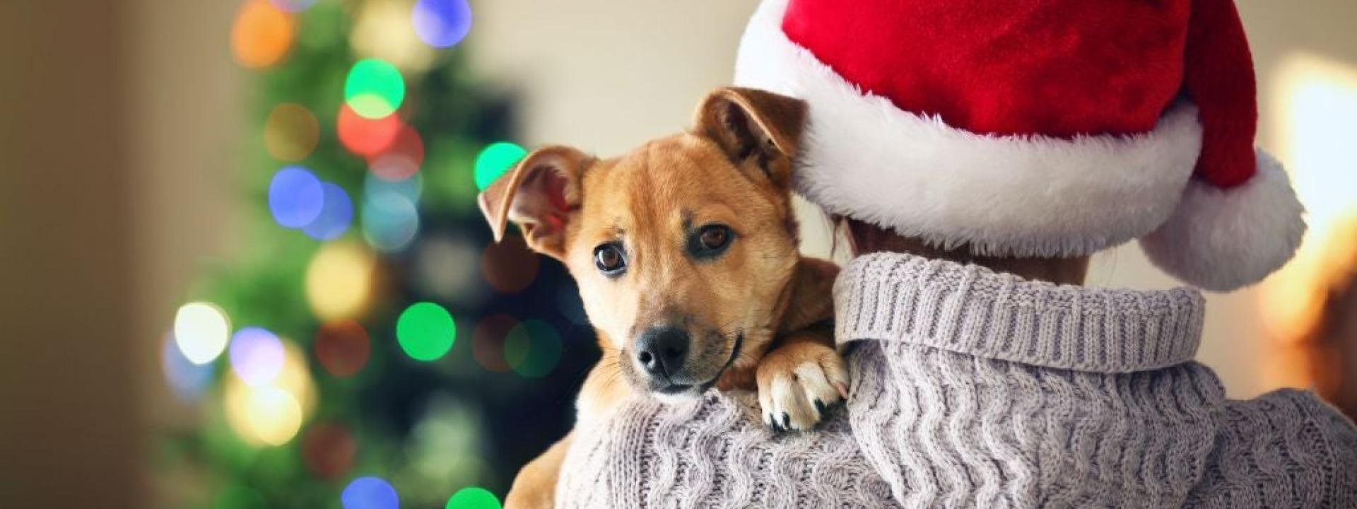 A pet owner holding the new pet they got for Christmas in front of a Christmas tree
