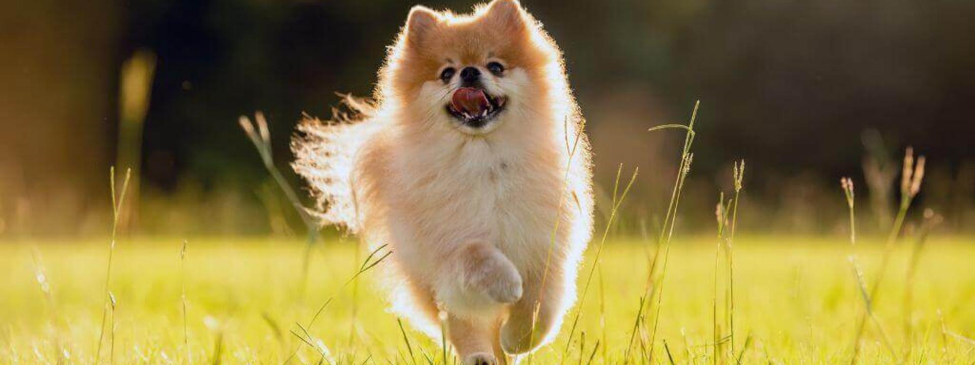 A dog running outside, at risk for fleas and ticks