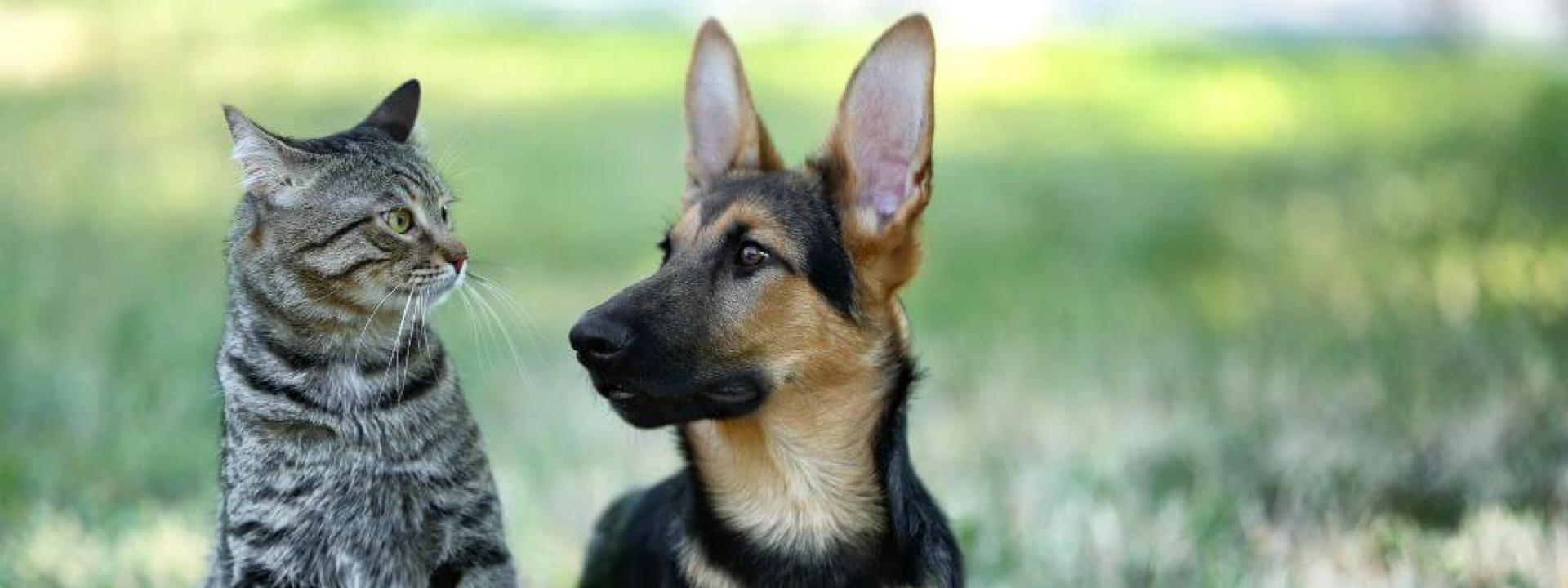 Dog and cat laying together indoors, both dogs and cats are vulnerable to rabies