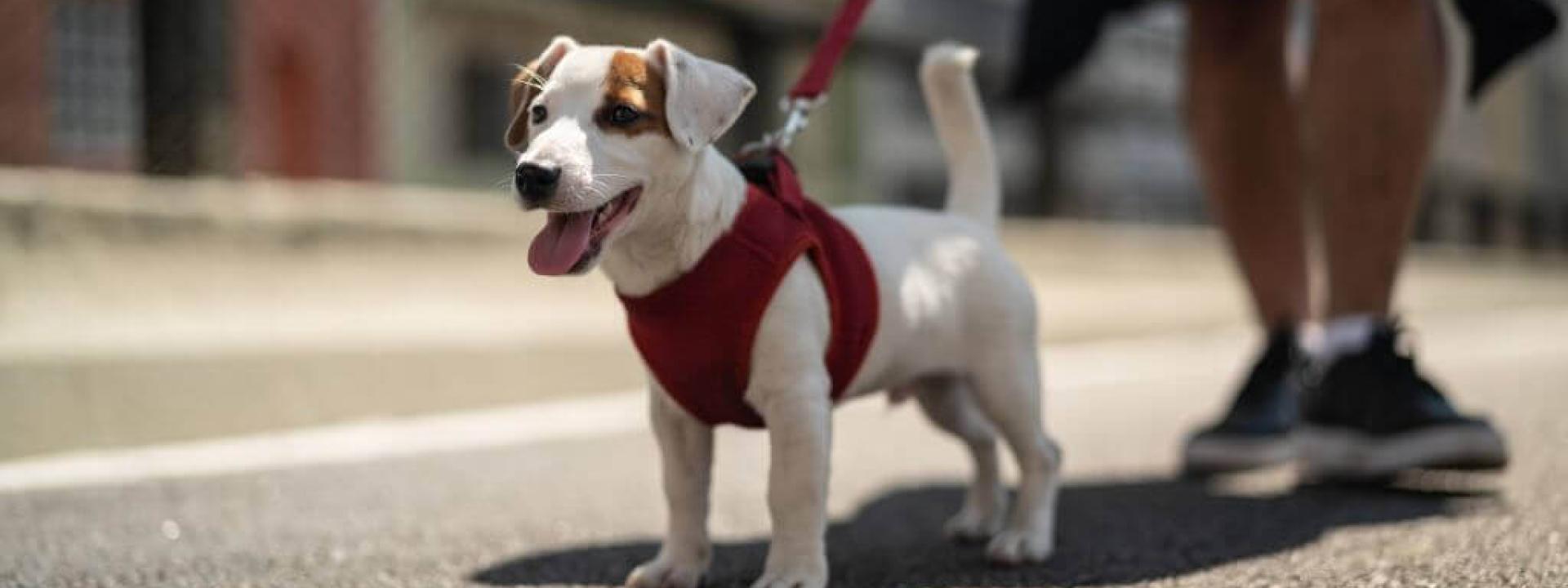 Small dog in a red harness walking on hot pavement, at risk for paw pad burns