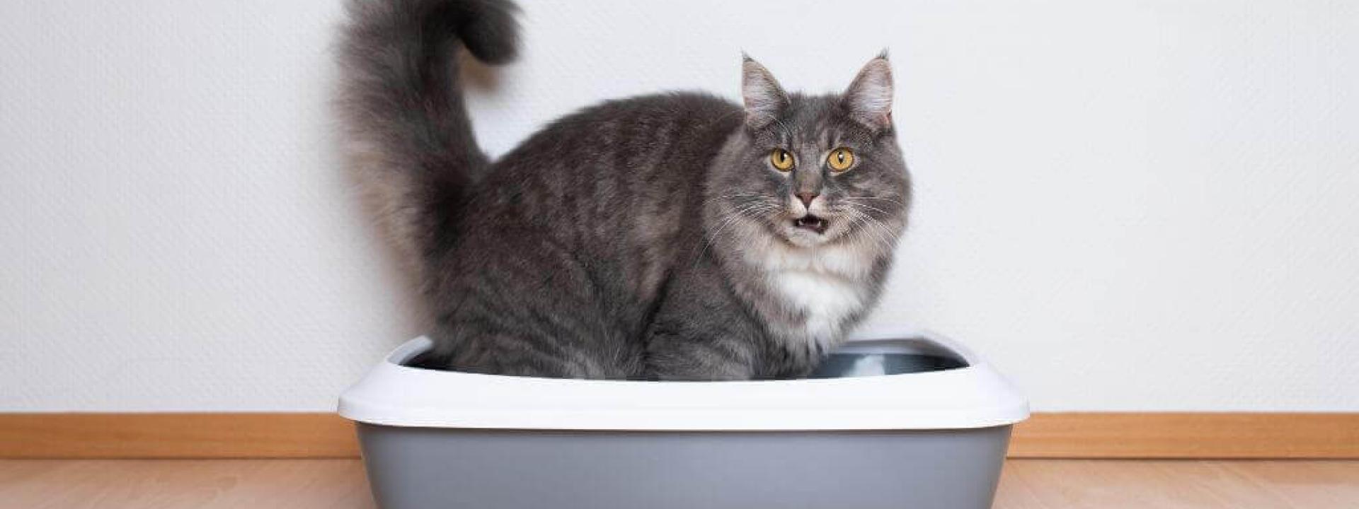 A cat straining to poop in the litter box due to cat constipation
