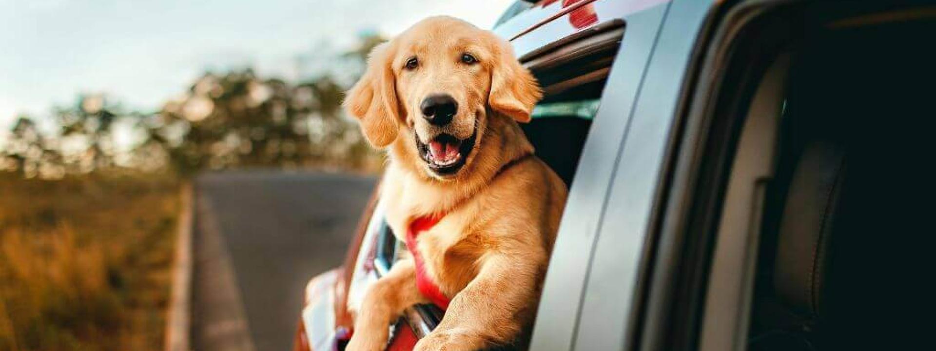 Dock sticking its head out of a car window