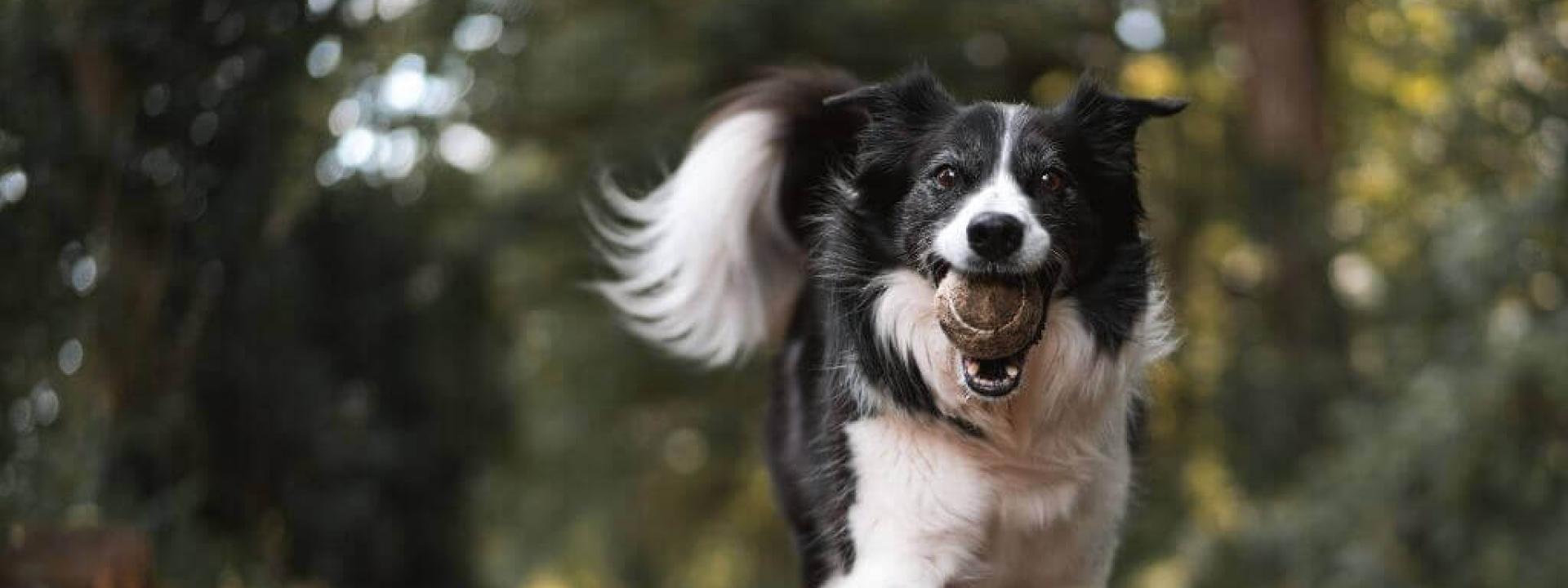 Happy white and black dog running outside with a tennis ball in its mouth